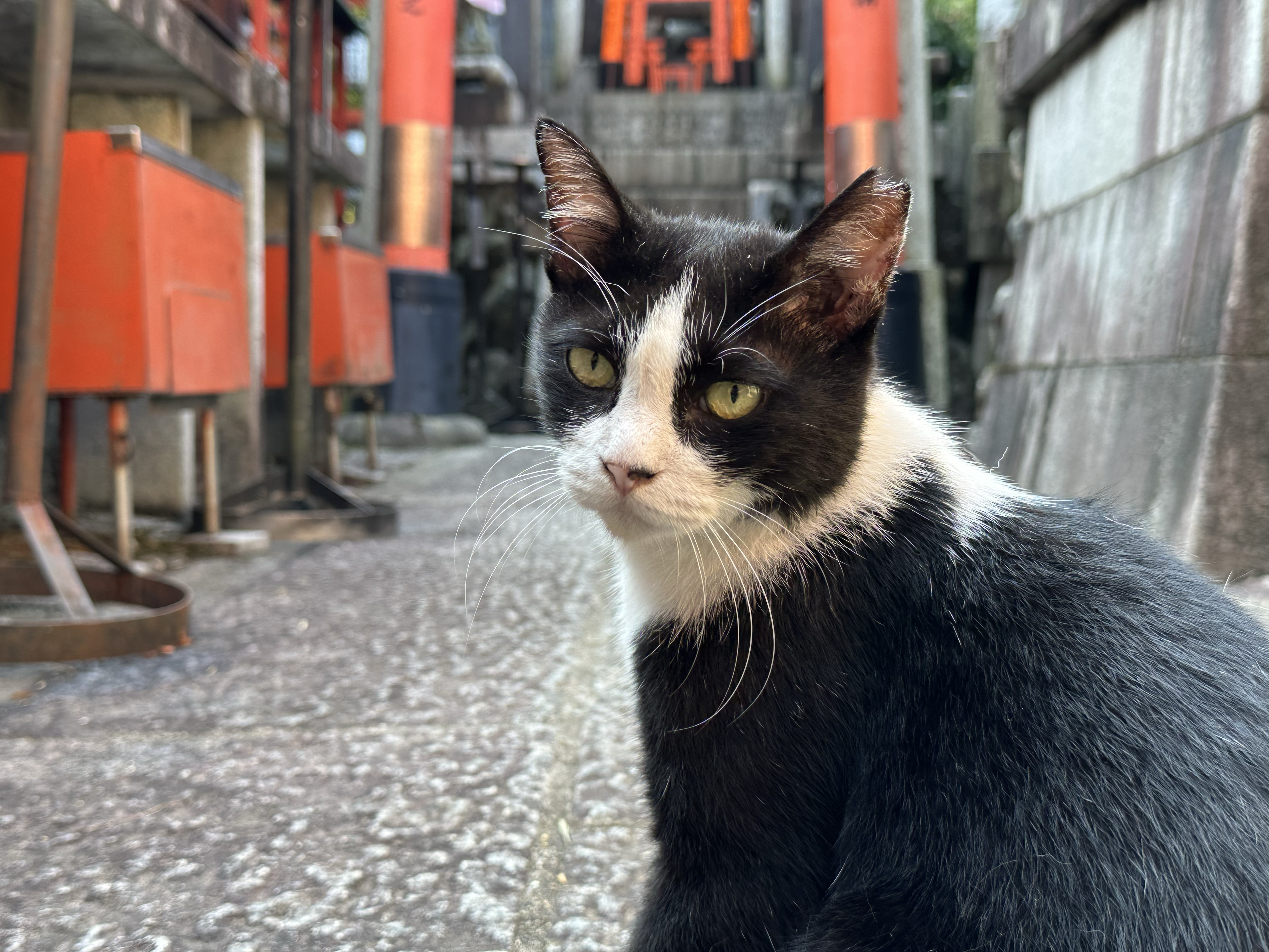 并非冬天在山上遇到的小猫